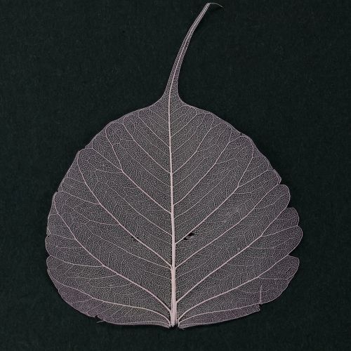 Artikel Skelettblad Bodhiblad skeletterade lila 5-15cm 200 st