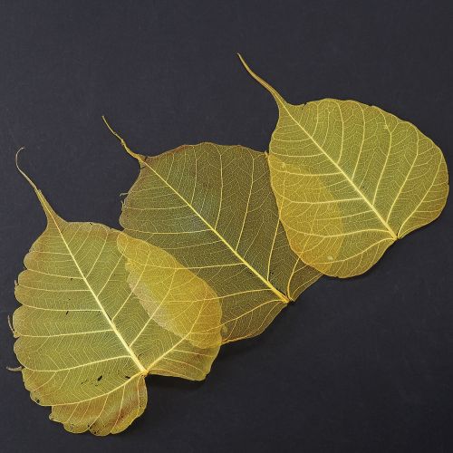 Skelettblad, poppelfikonblad, gula, 5-15 cm, 200 stycken