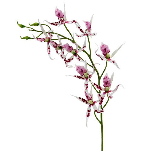 Floristik24 Spindelorkidéer Brassia Pink-White 108cm 3st