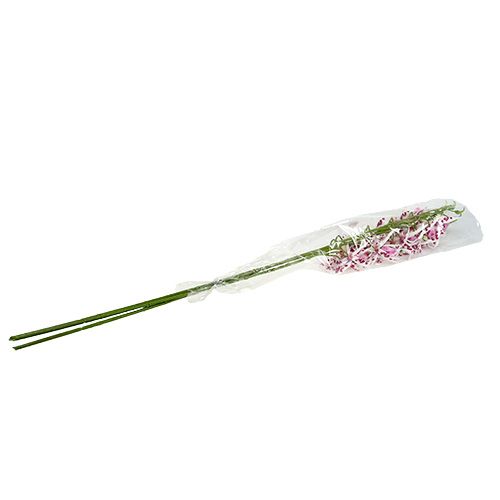 Floristik24 Spindelorkidéer Brassia Pink-White 108cm 3st