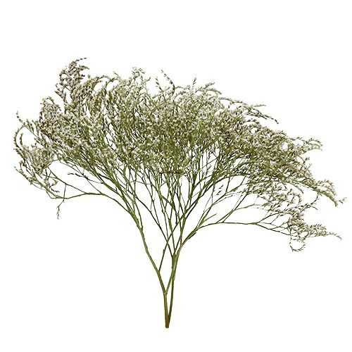 Artikel Havslavendel Statice Tatarica torkade blommor naturliga 2kg