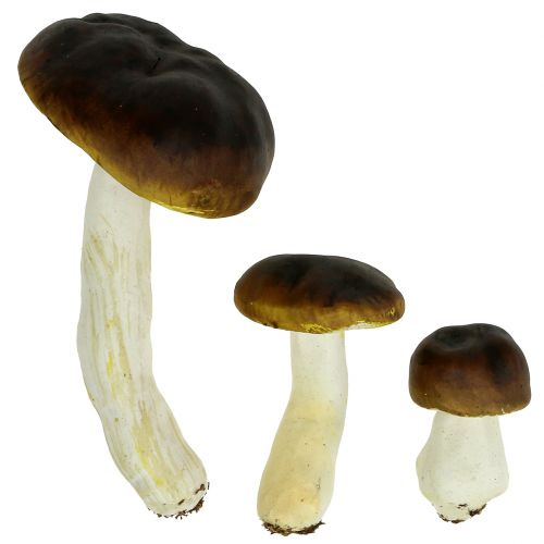 Floristik24 Porcini-svamp brun H8cm - 20cm 6st