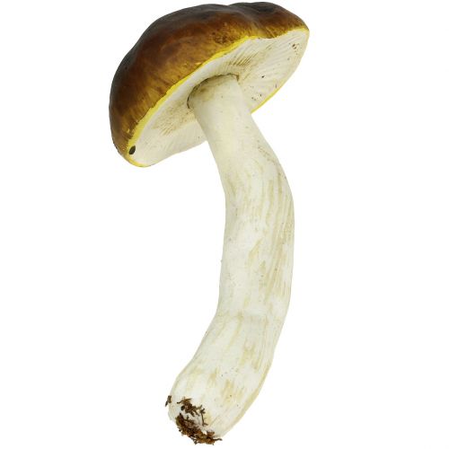 Artikel Porcini-svamp brun H8cm - 20cm 6st