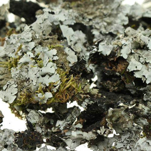Floristik24 Lav naturlig dekoration med mossgrå 500g