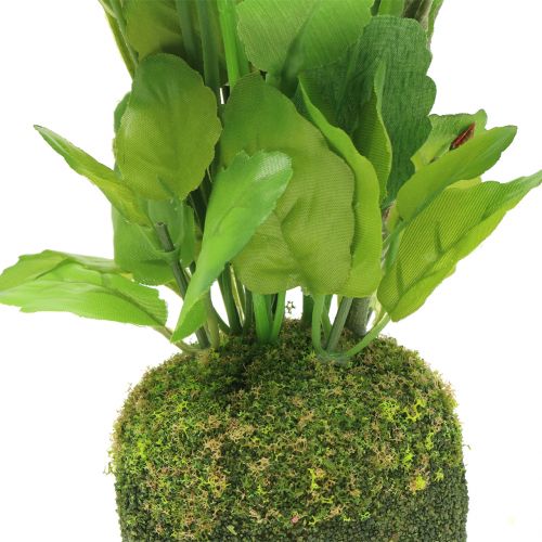Floristik24 Pensé med mossakula vit 31cm