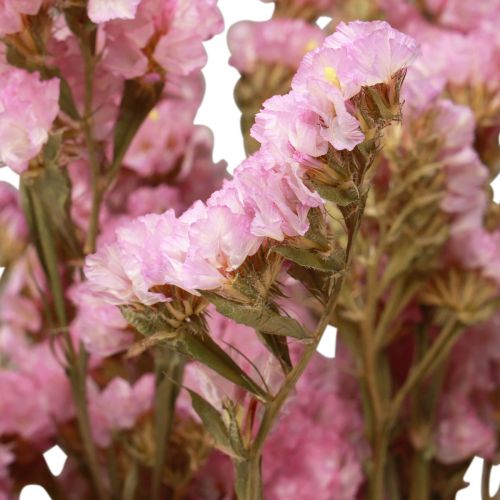 Artikel Beach Lilac Rosa Limonium torkade blommor 60cm 50g