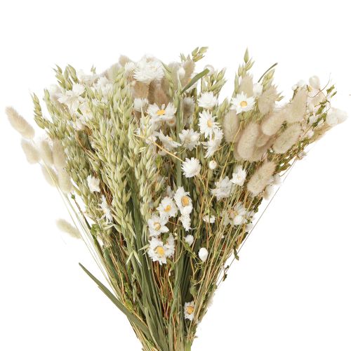 Floristik24 Bukett torkade blommor vita halmblommor havre Lagurus 55cm