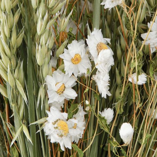 Floristik24 Bukett torkade blommor vita halmblommor havre Lagurus 55cm