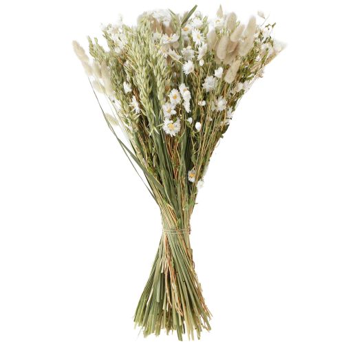Floristik24 Bukett torkade blommor vita halmblommor havre Lagurus 55cm