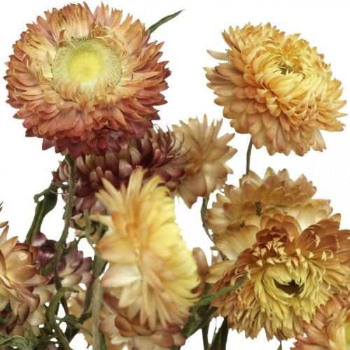 Floristik24 Halmblomma Gul, Röd torkad Helichrysum torkad blomma 50cm 60g