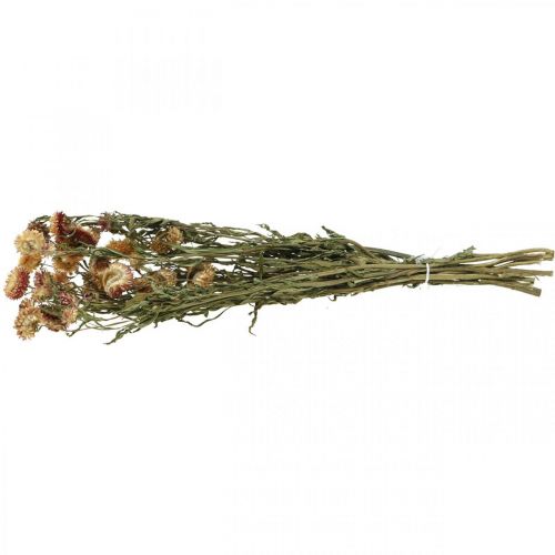 Artikel Halmblomma Gul, Röd torkad Helichrysum torkad blomma 50cm 60g