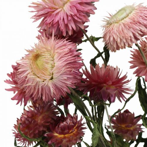 Floristik24 Strawflower Rosa torkade Helichrysum torkade blommor knippe 45cm 45g