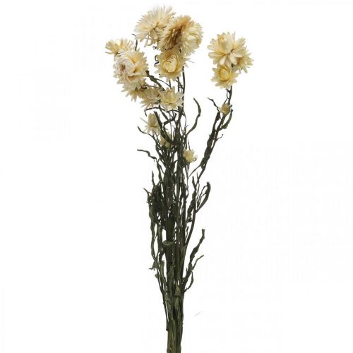 Torr dekoration halm blomkräm helichrysum torkad 50cm 30g