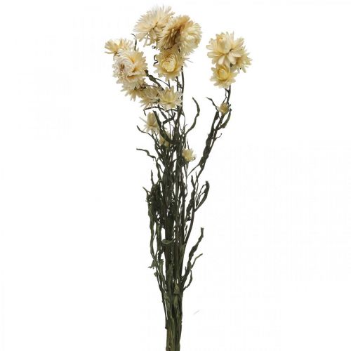 Floristik24 Torr dekoration halm blomkräm helichrysum torkad 50cm 30g