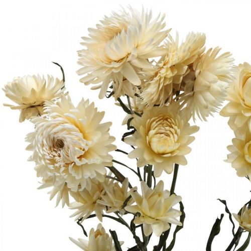 Floristik24 Torr dekoration halm blomkräm helichrysum torkad 50cm 30g