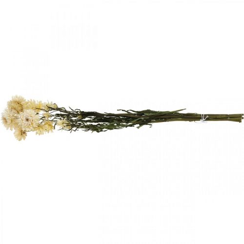 Floristik24 Torr dekoration halm blomkräm helichrysum torkad 50cm 30g