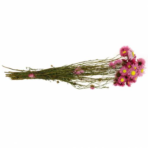 Floristik24 Halmblomma i ett gäng Rosa torkade blommor 25g