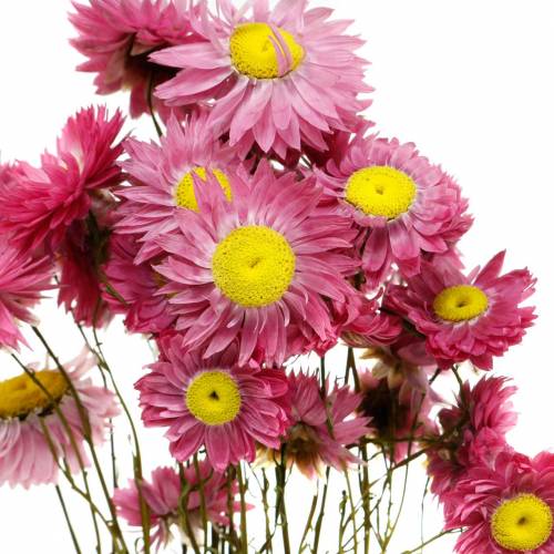 Floristik24 Halmblomma i ett gäng Rosa torkade blommor 25g