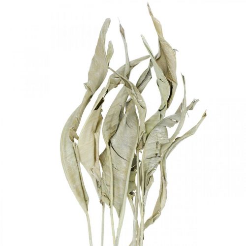 Floristik24 Strelitzia blad torkade gröna frostade 45-80cm 10 st