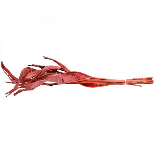 Floristik24 Strelitzia blad röd frostad torr blomstring 45-80cm 10 st