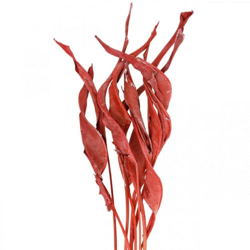 Floristik24 Strelitzia blad röd frostad torr blomma 45-80cm 10st