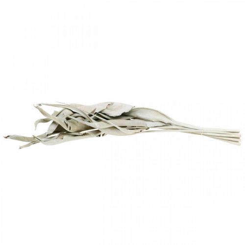 Floristik24 Strelitzia blad vittvättade torkade 45-80cm 10 st