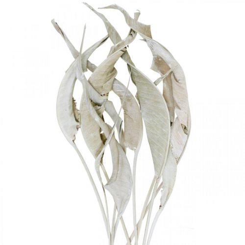 Floristik24 Strelitzia blad tvättade vita torkade 45-80cm 10p