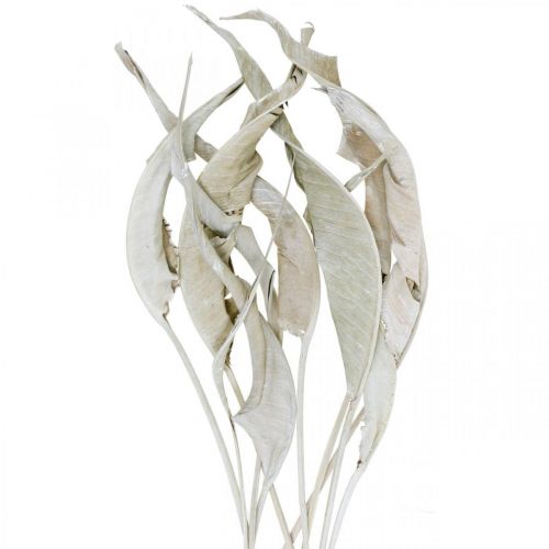 Floristik24 Strelitzia blad vittvättade torkade 45-80cm 10 st