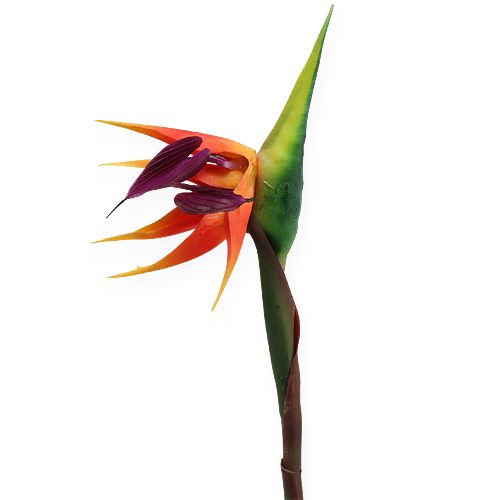 Floristik24 Strelitzia paradisfågel blomma 62cm