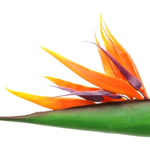 Floristik24 Strelitzia Paradisfågel 95cm
