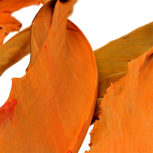 Floristik24 Strelitzia blad apelsin 120cm 20 st