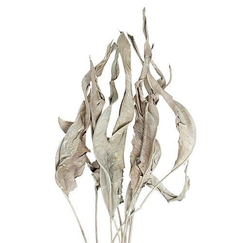 Floristik24 Dekorationsblad Strelitzia-blad vitkalkade 120cm 10 st