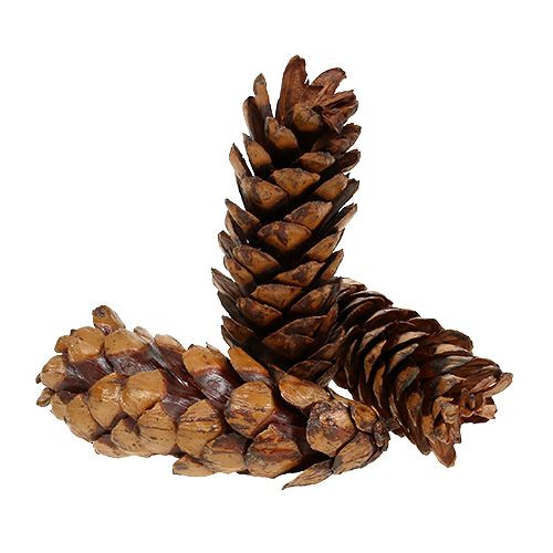 Artikel Strobus koner 15 - 20cm målade 100 st