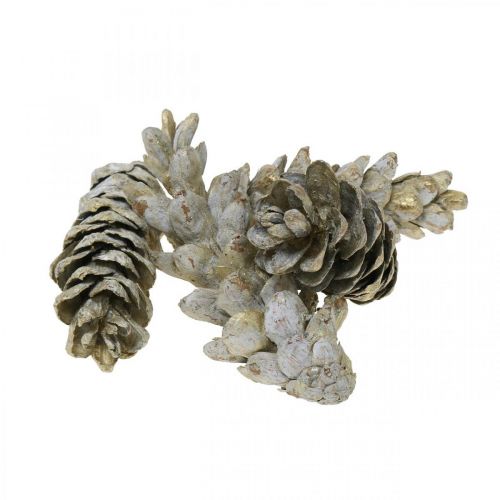 Floristik24 Strobuskottar, jul, adventsdekoration, vita kottar natur, gyllene L9–14cm 20 st