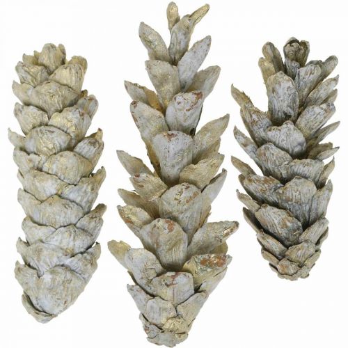 Floristik24 Strobuskottar, jul, adventsdekoration, vita kottar natur, gyllene L9–14cm 20 st