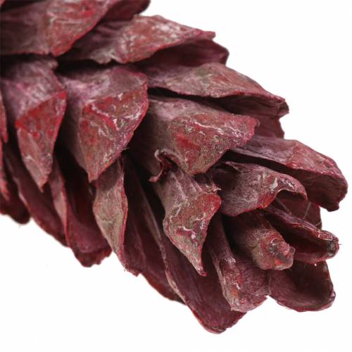 Strobus kon naturlig dekoration röd 15cm - 20cm 50p