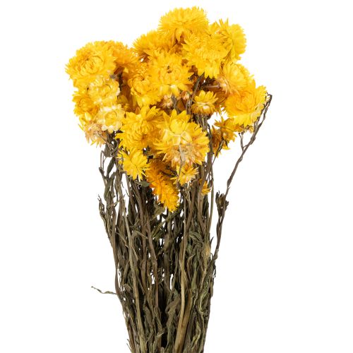 Floristik24 Torkad gul halmblomma (Helichrysum) torkad blombukett, 100 g