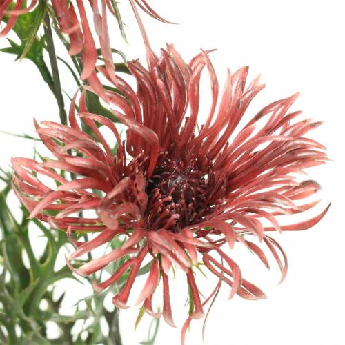 Floristik24 Xanthium gren Bordeaux 69cm 3st