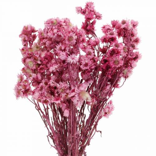 Floristik24 Torkade blommor Rosa Torkade blommor Bukett Torkade blommor Rosa H21cm