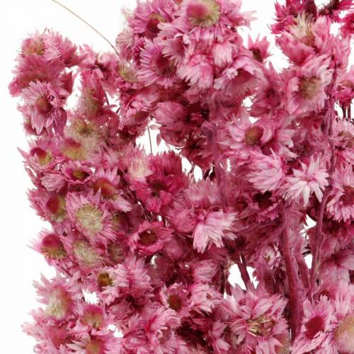 Floristik24 Torkade blommor Rosa Torkade blommor Bukett Torkade blommor Rosa H21cm