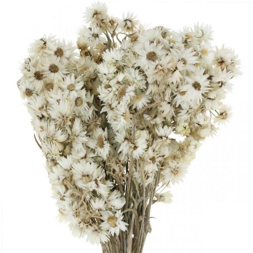 Floristik24 Halmblommor Torkade blommor Bukett Vit Liten 15g