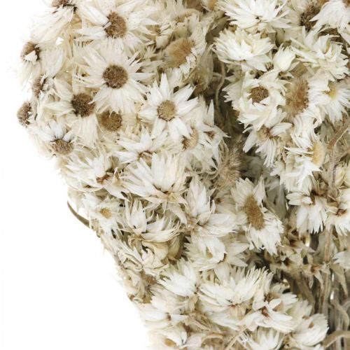 Floristik24 Halmblommor Torkade blommor Bukett Vit Liten 15g