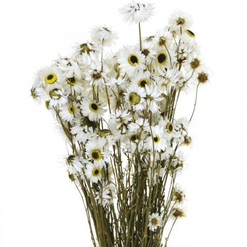 Floristik24 Acroclinium White, torra växter, halmblommor, torrblommor L20–40cm 25g