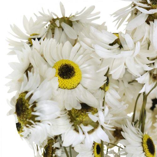Floristik24 Acroclinium White, torra växter, halmblommor, torrblommor L20–40cm 25g