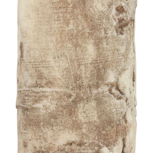 Floristik24 Pelarljus träd bark ljus björk dekor kräm 140/80mm