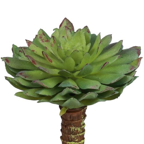 Artikel Suckulent Echeveria Artificiell Grön Växt Grön Ø6cm 10,5cm