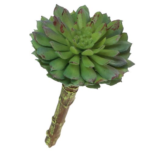 Floristik24 Suckulent Echeveria Artificiell Grön Växt Grön Ø6cm 10,5cm
