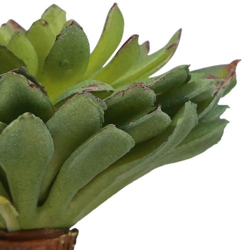 Floristik24 Suckulent Echeveria Artificiell Grön Växt Grön Ø6cm 10,5cm