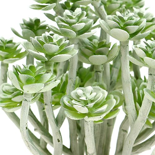 Artikel Suckulent Echeveria 17cm Grå 3 st