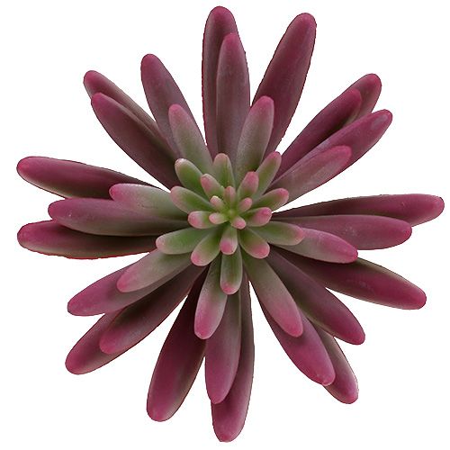 Floristik24 Suckulentväxt 15cm lila